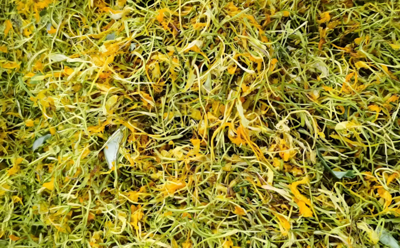 金银花烘干机多少钱